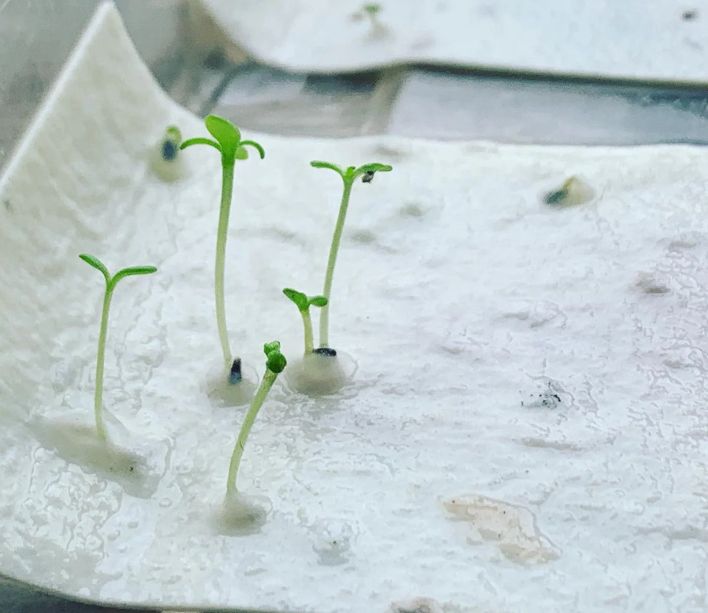 Life-Like Keychain + Seed Paper Bundle